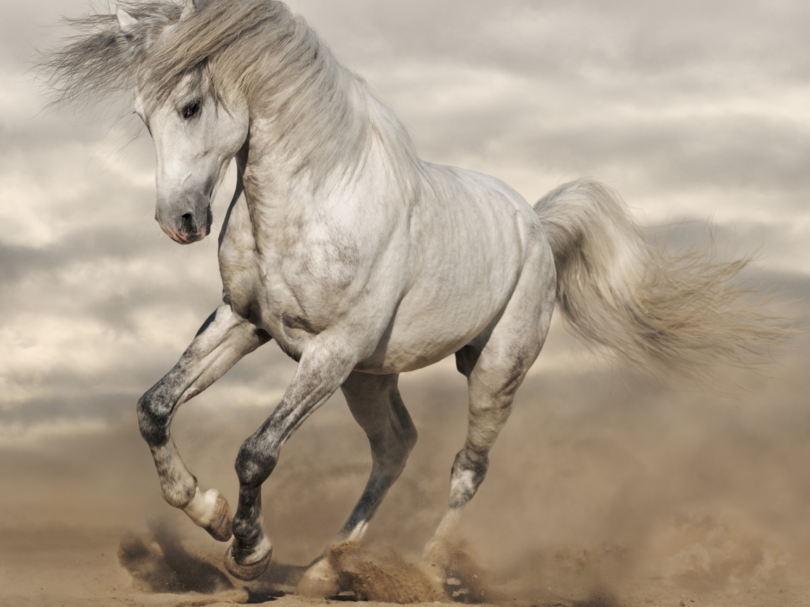 Beautiful white horse gallops on the hot sand