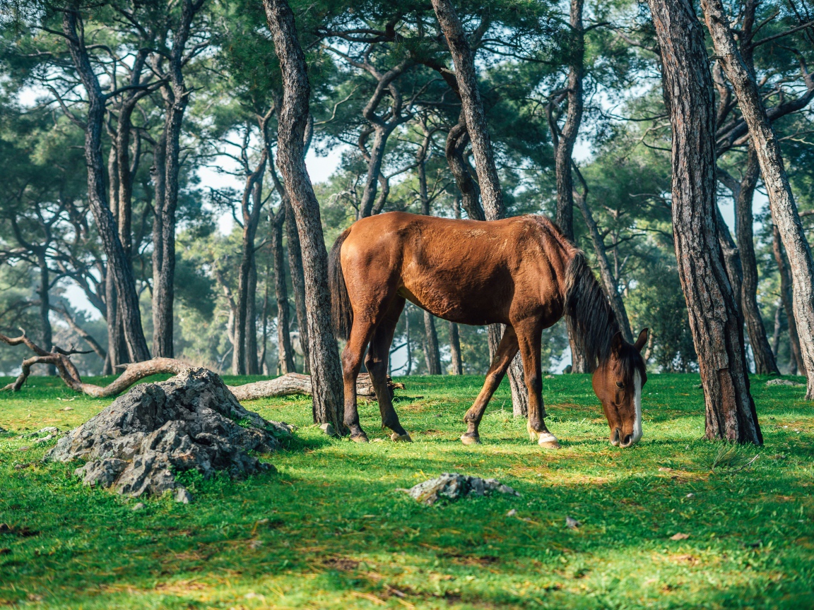 Brown horse grazes on green grass in the forest