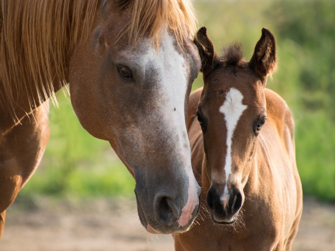 Brown horse with foal