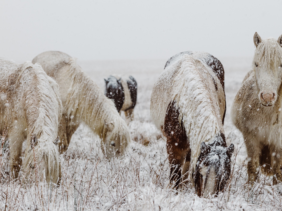 Покрытые снегом лошади с пасутся на зимнем поле