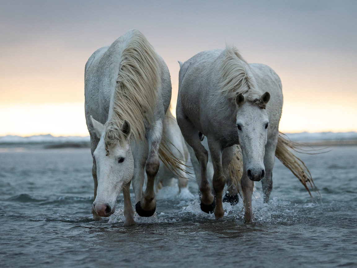 Две большие белые лошади идут по воде