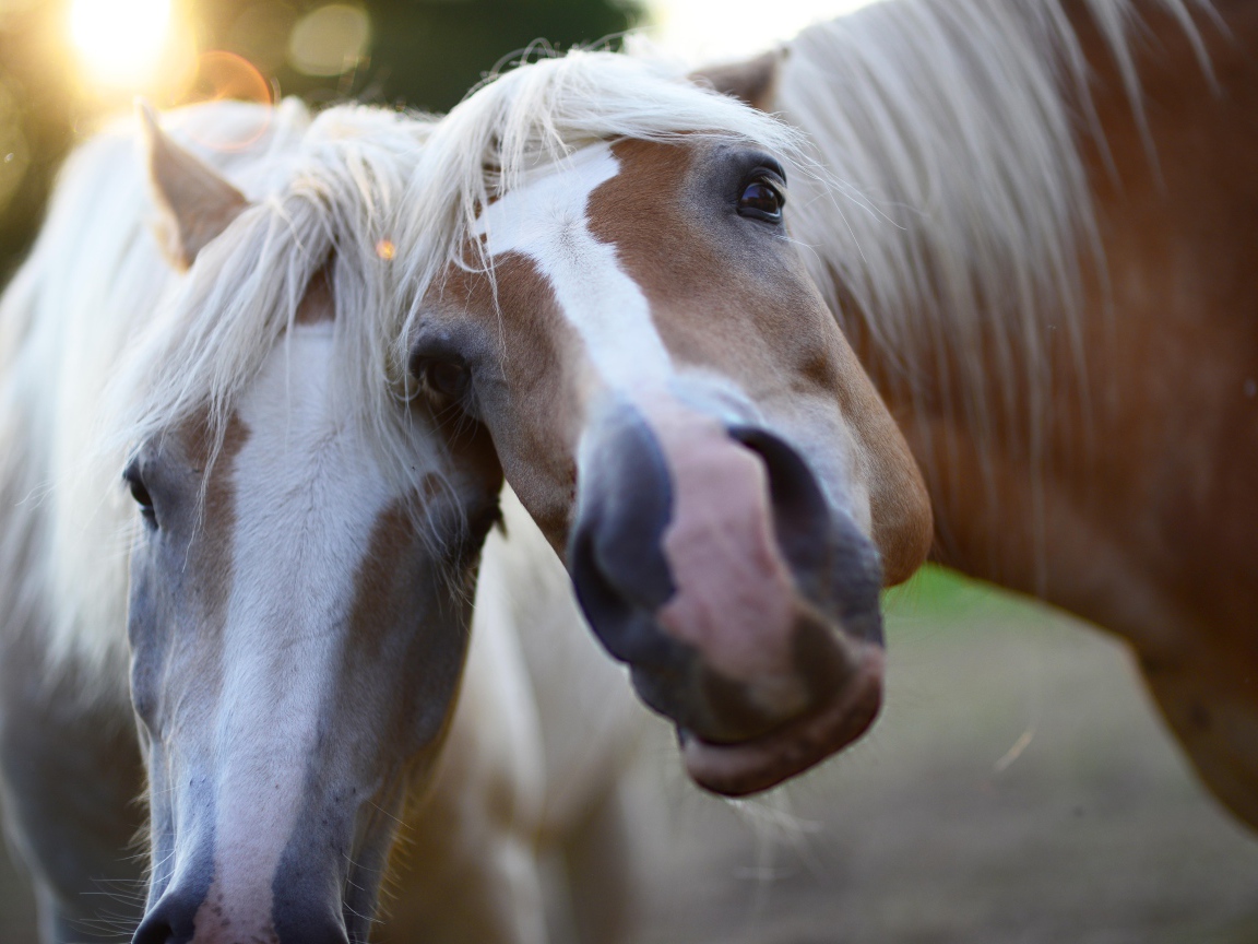 Две смешные лошади позируют для фото 