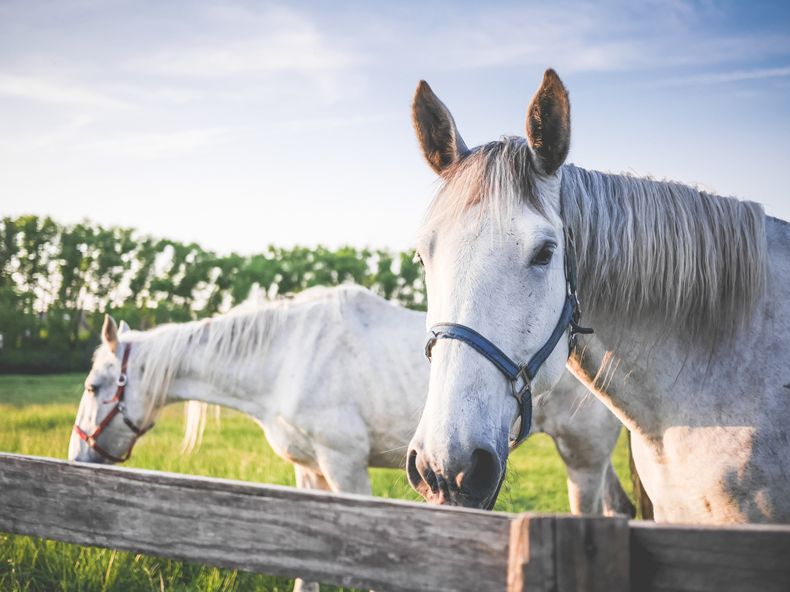 Две белые лошади в лучах солнца на ферме 
