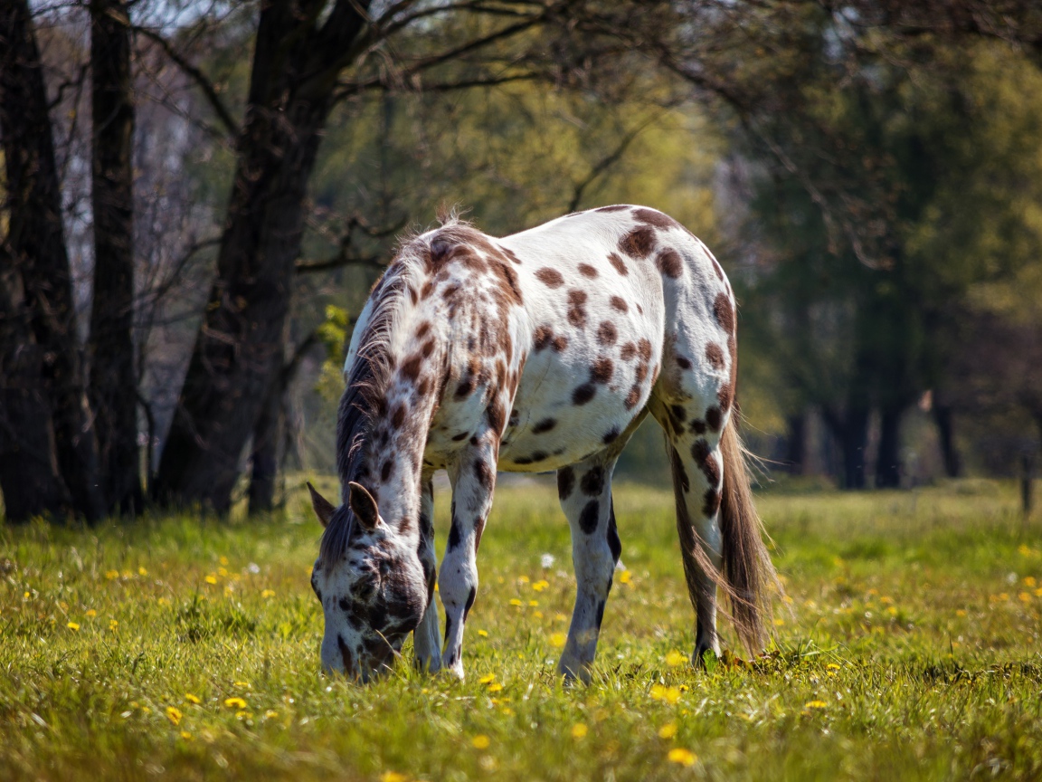 Белая пятнистая лошадь гуляет по зеленой траве