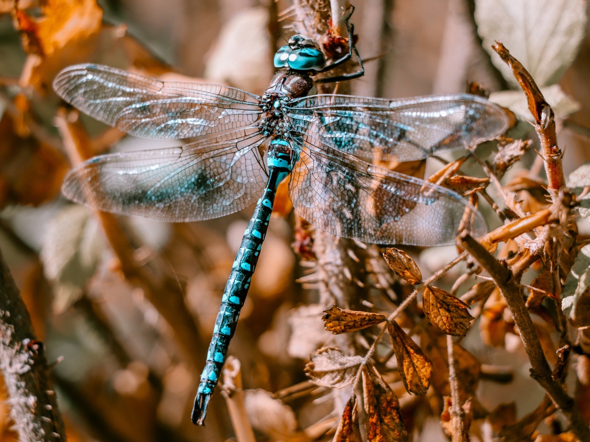 Большая голубая стрекоза сидит на ветке 
