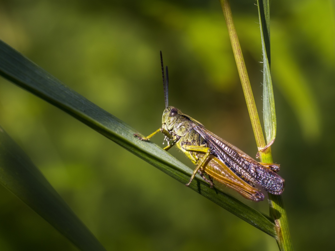 Большой кузнечик сидит на зеленой траве 