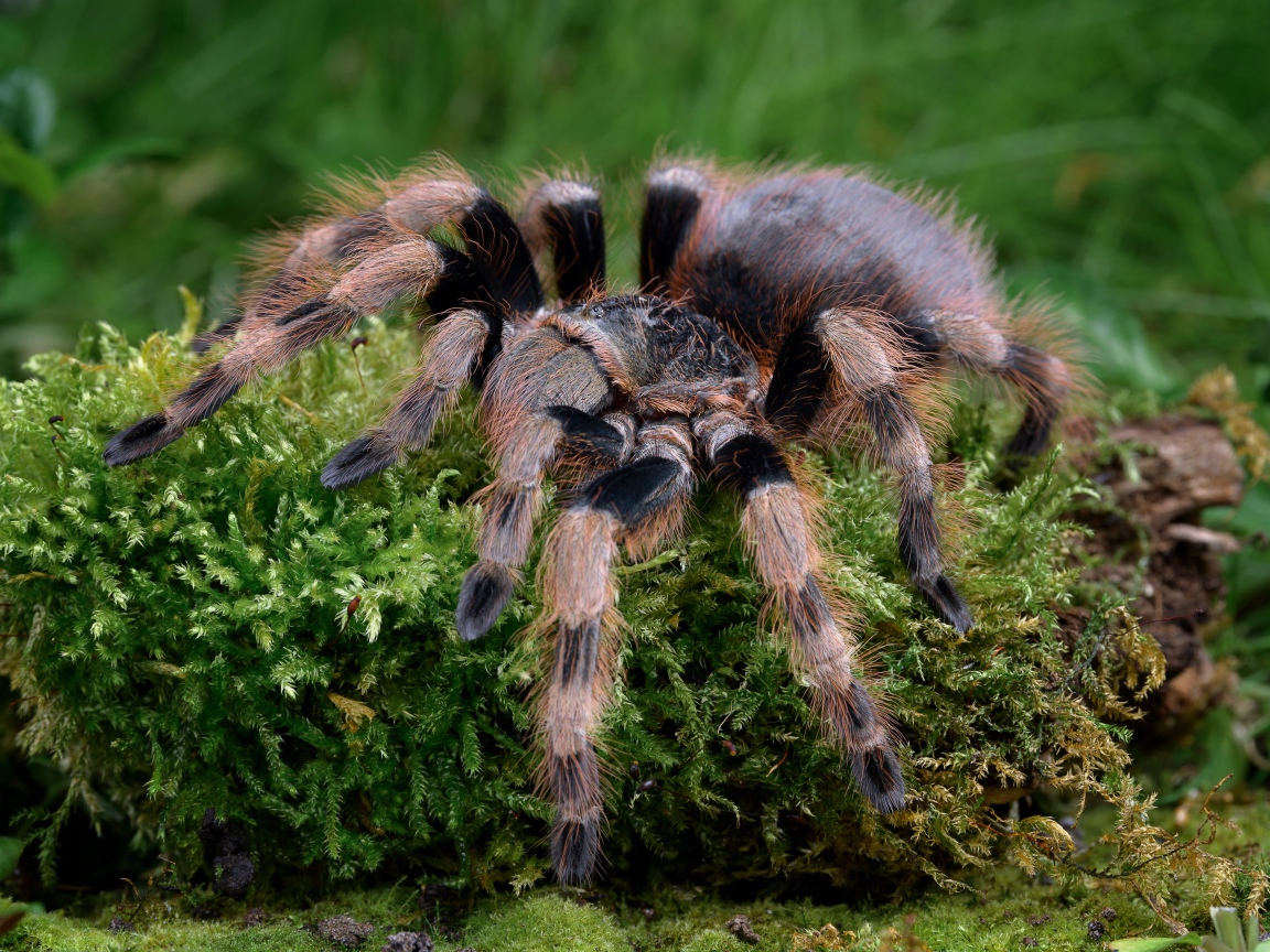 Большой паук тарантул идет по покрытой мхом земле