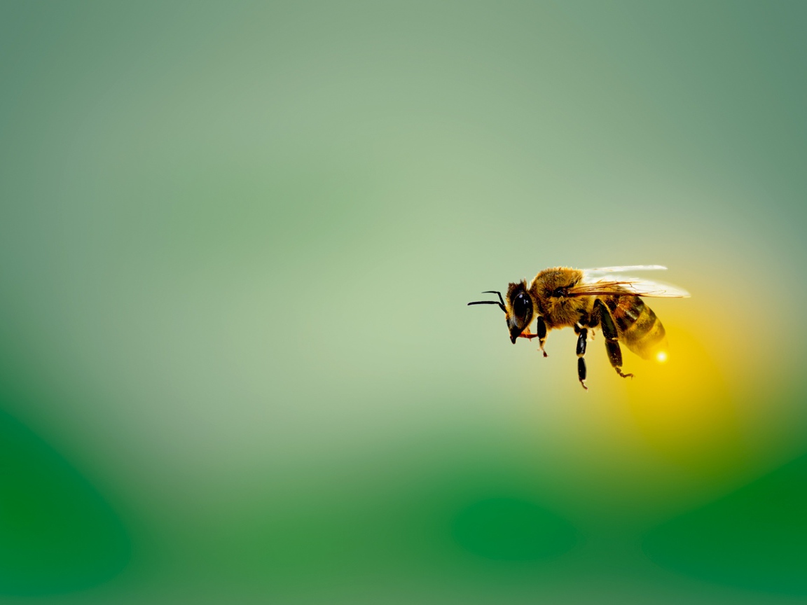 Пчела в летит на зеленом фоне 