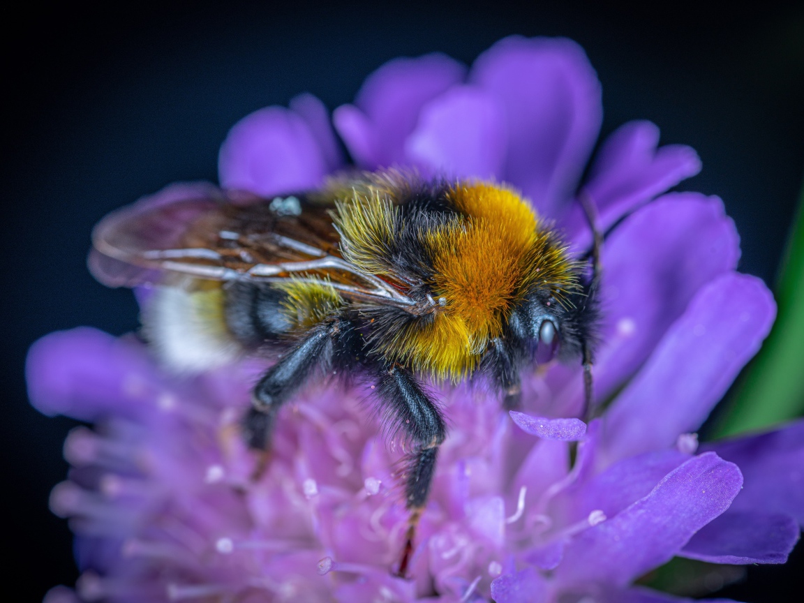 Пчела сидит на фиолетовом цветке 