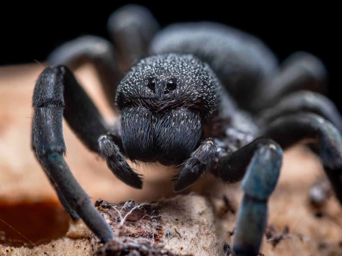 Большой черный опасный тарантул