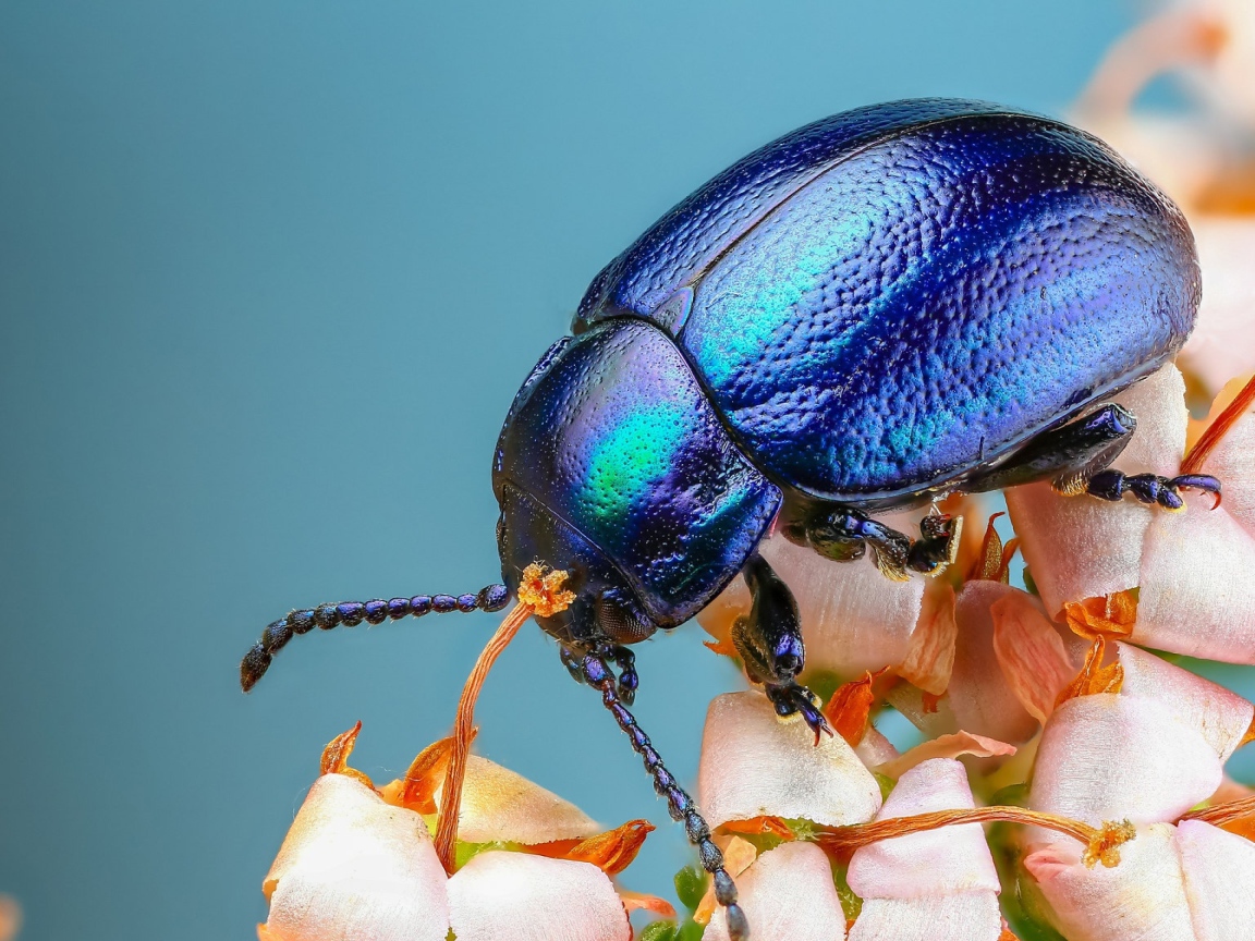 Большой синий жук на цветке 