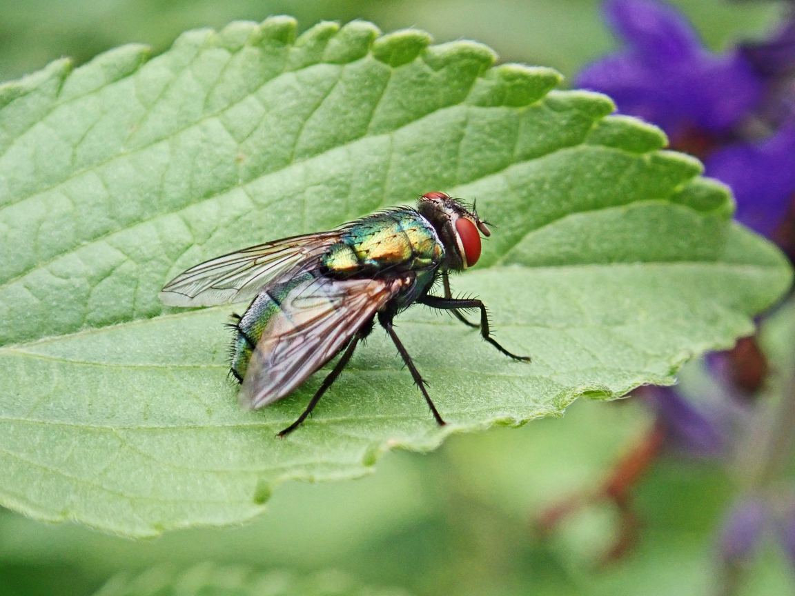 Большая зеленая муха на зеленом листке 