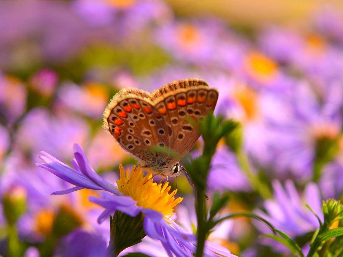 Коричневая бабочка на розовых цветах сентябринки 