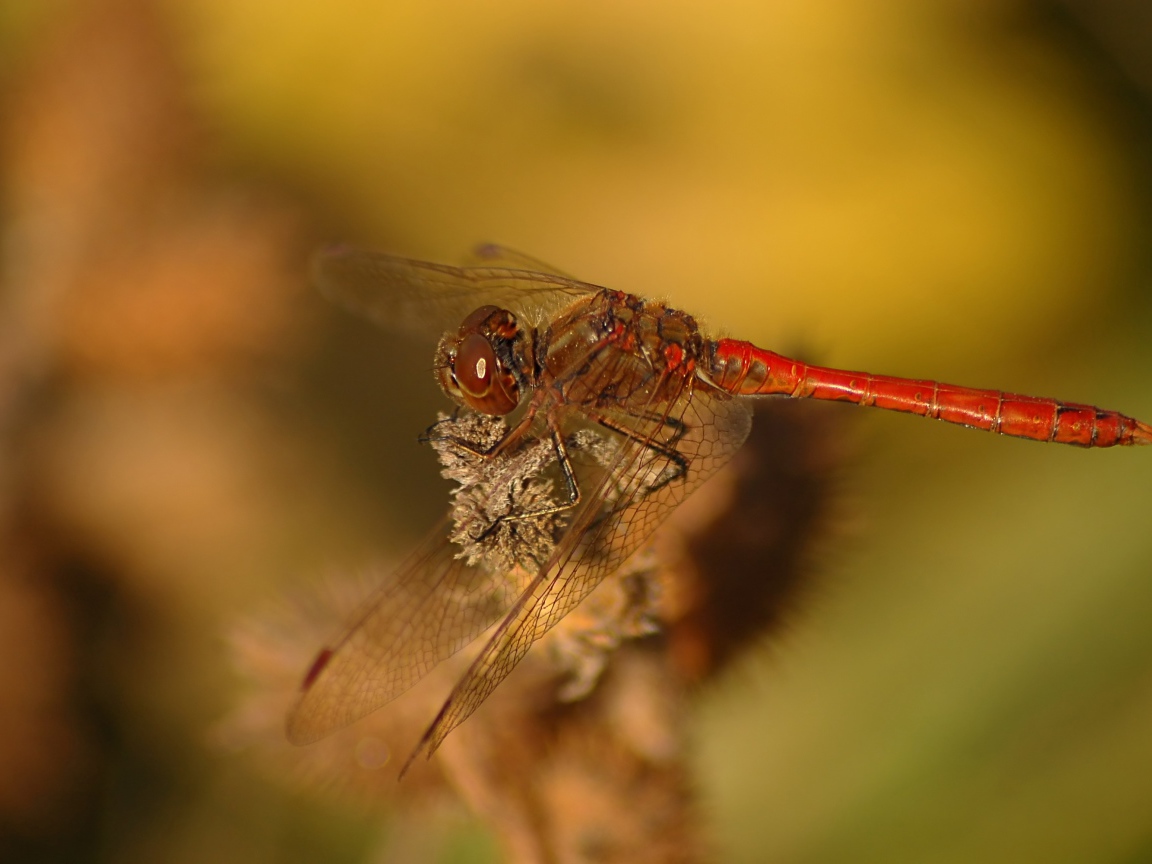 Стрекоза крупным планом сидит на ветке 