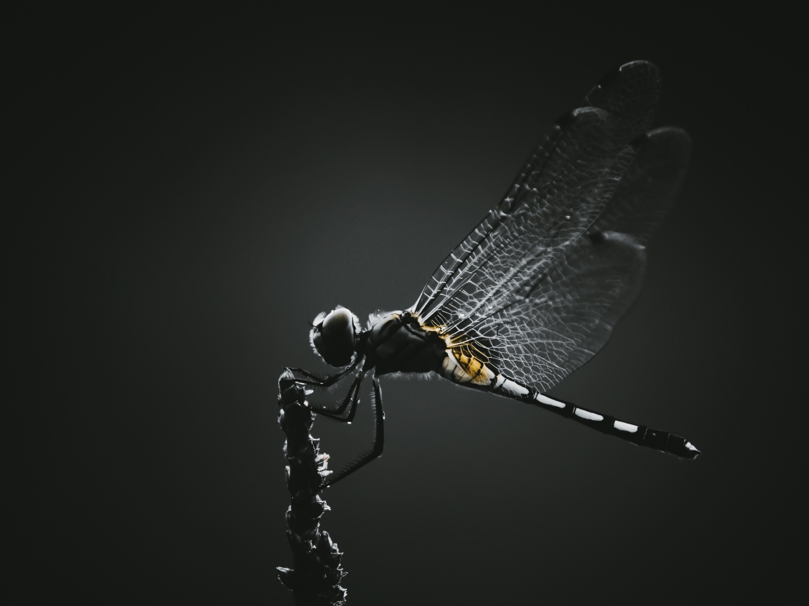 Стрекоза сидит на ветке на черном фоне 