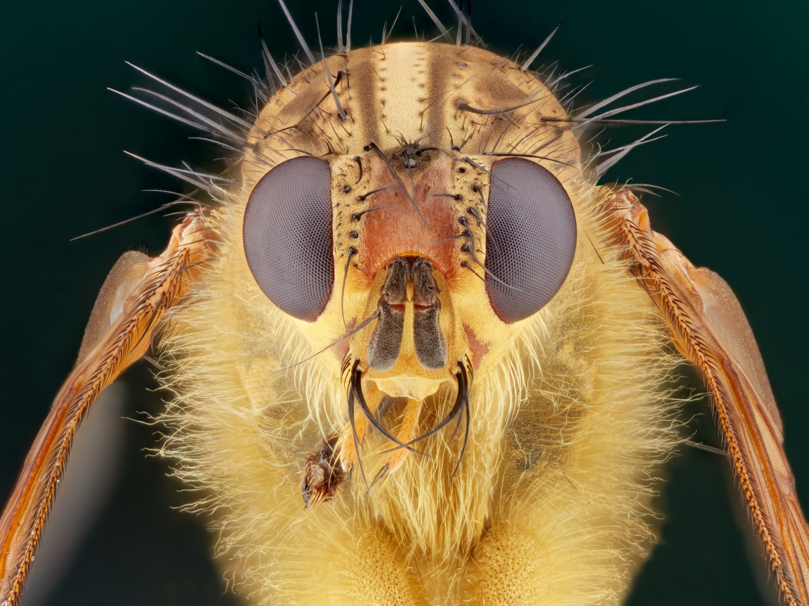 Голова мухи макросъемка 