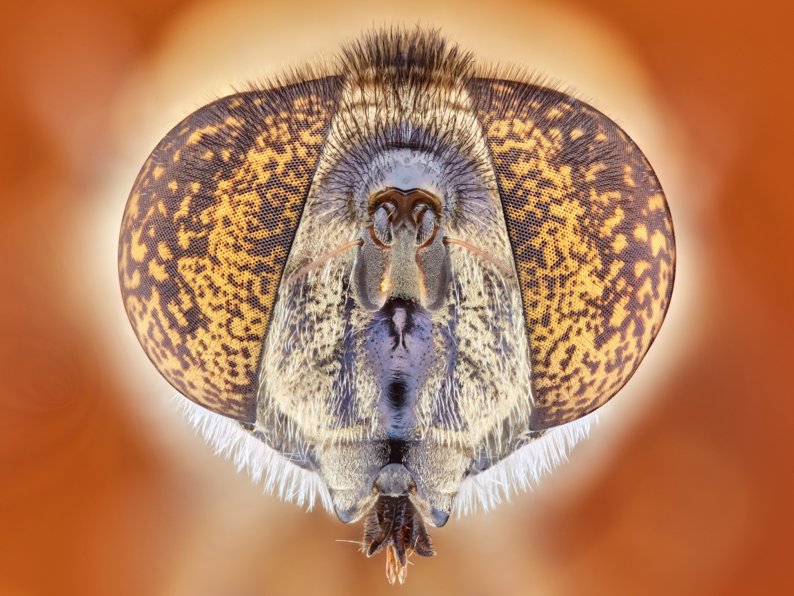 Муха под микроскопом 