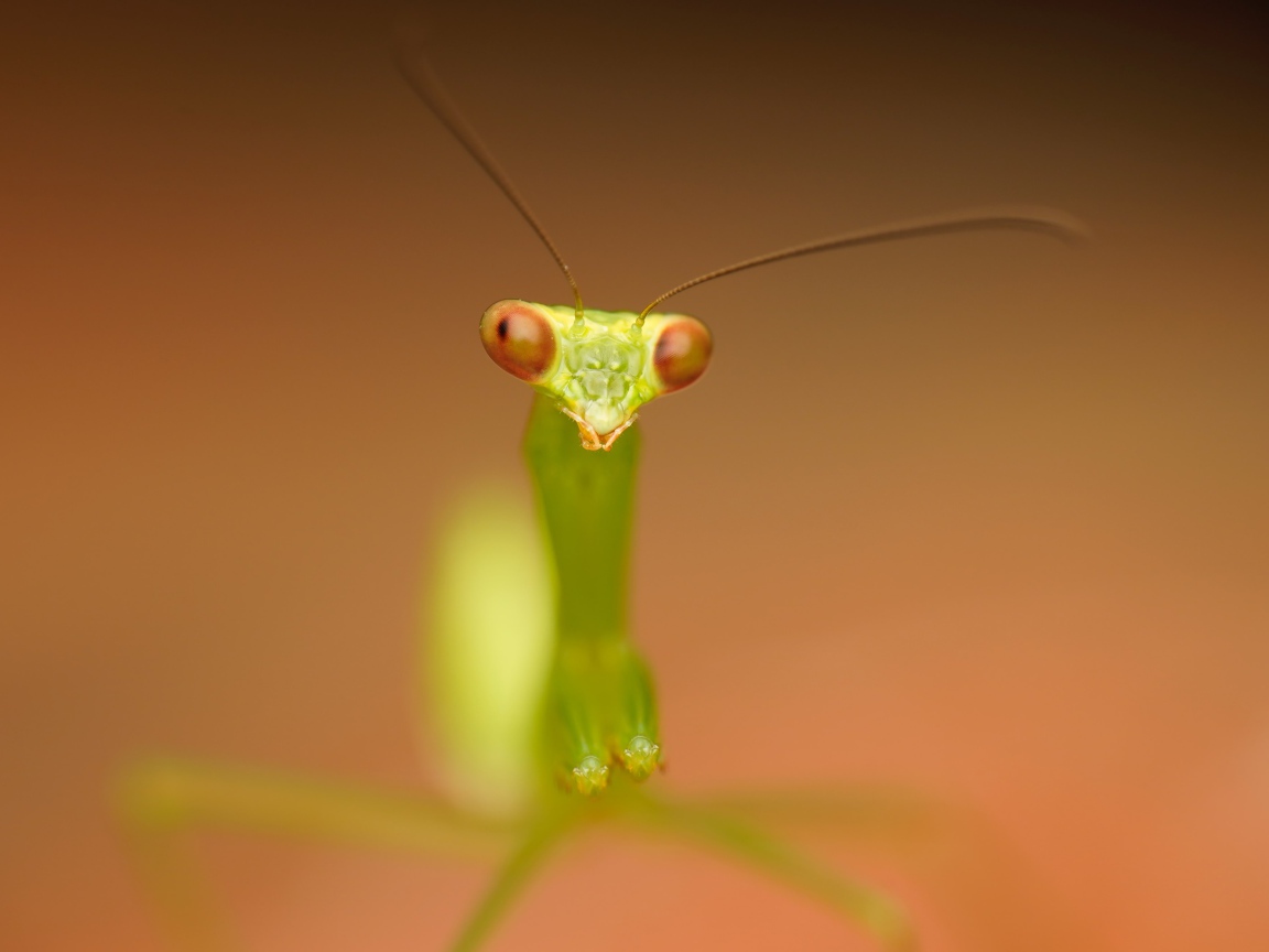 Зеленый богомол на коричневом фоне крупным планом