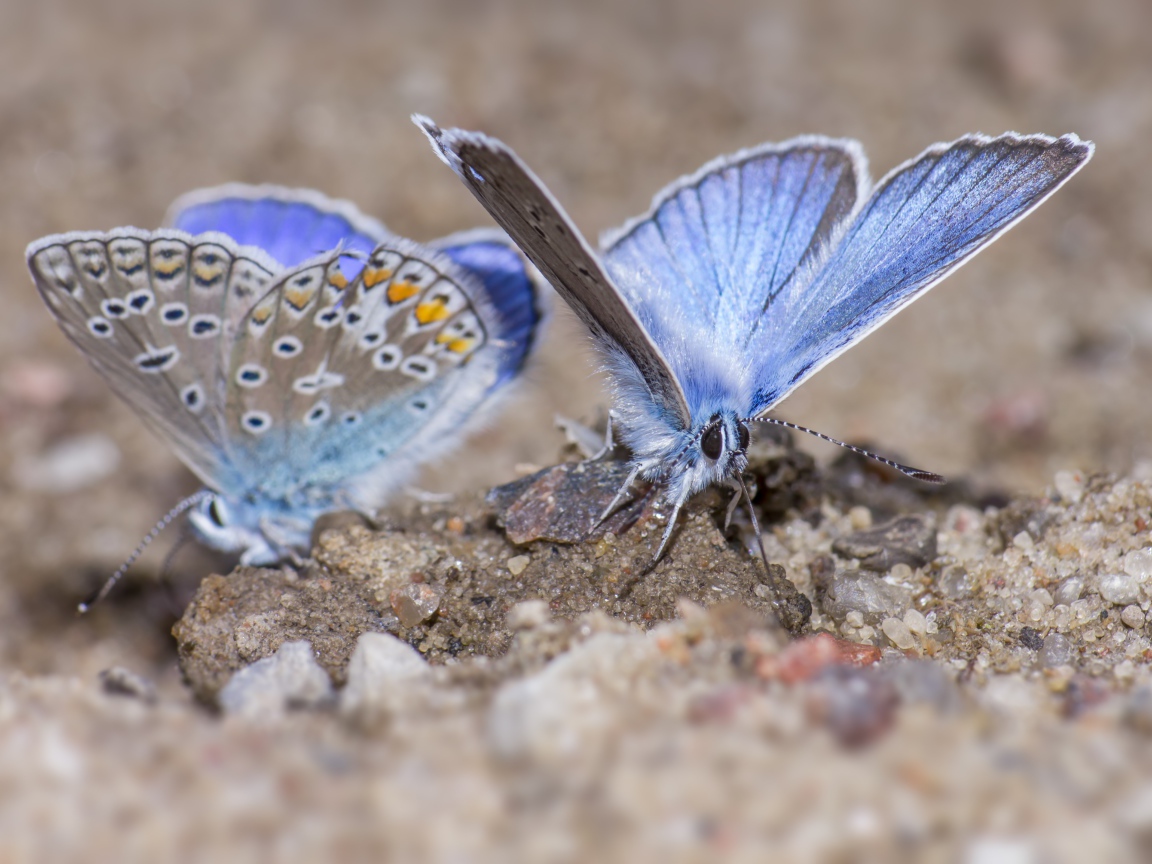 Две голубые бабочки сидят на песке 
