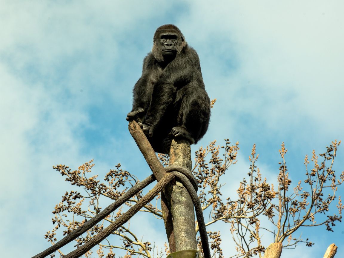 Большая черная горилла сидит на стволе дерева 