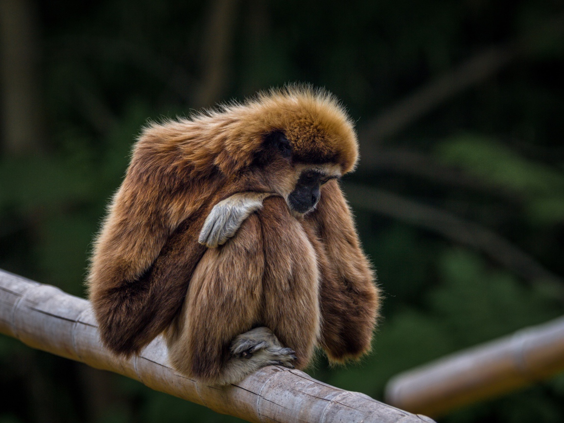 Гиббон сидит на ветке дерева