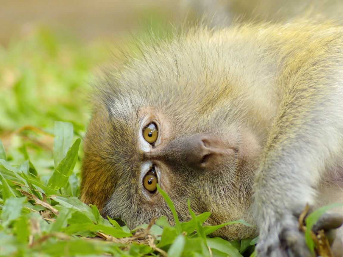 Обезьяна лежит на зеленой траве