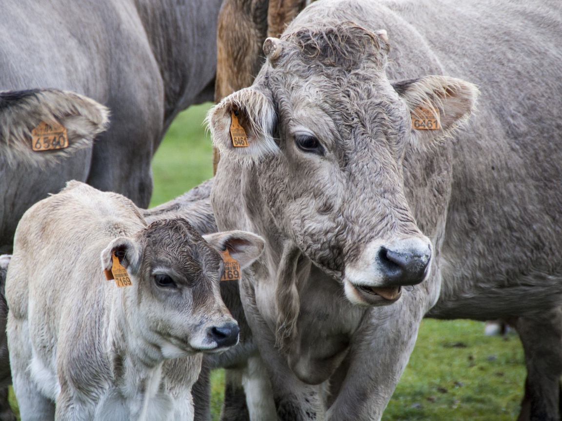 Коровы с телятами на ферме 