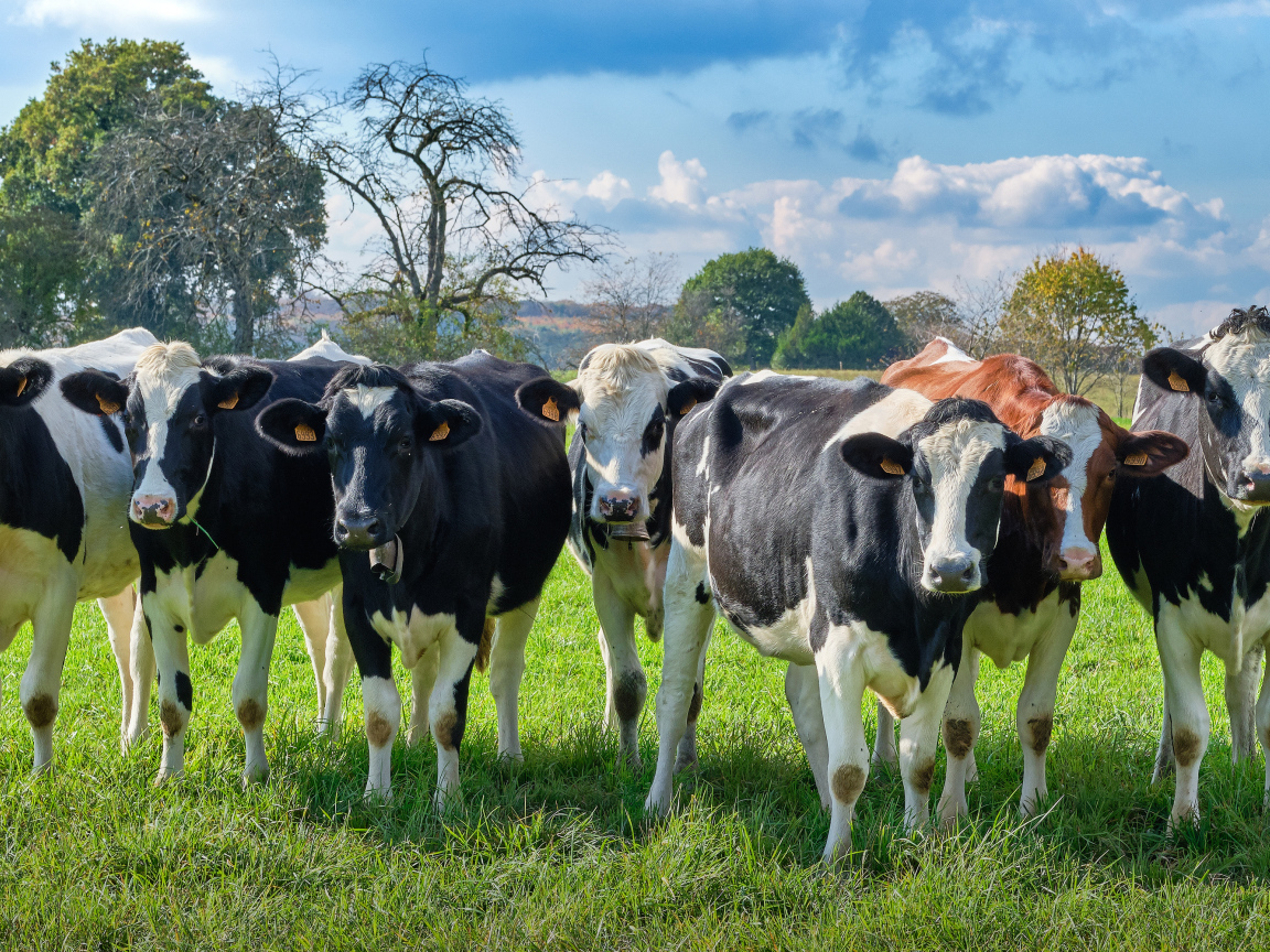 Стадо коров пасется на зеленом лугу 