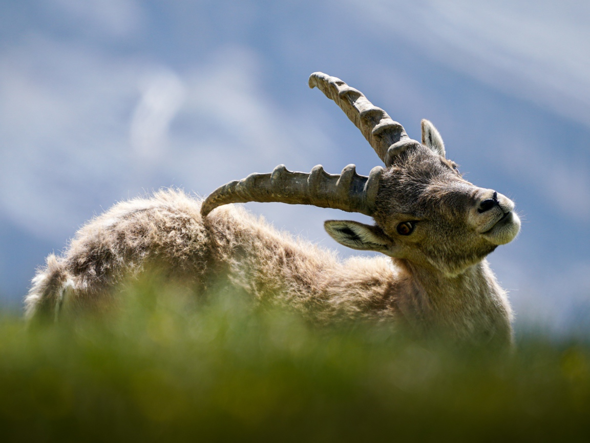 Муфлон чешет спину рогами