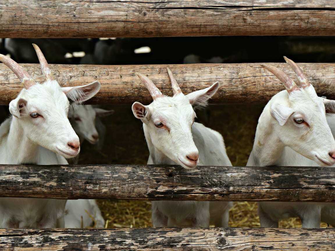 Три белых козленка в загородке 