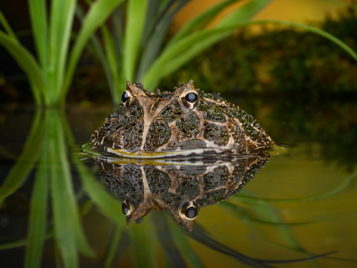 Большая зеленая жаба выглядывает из воды