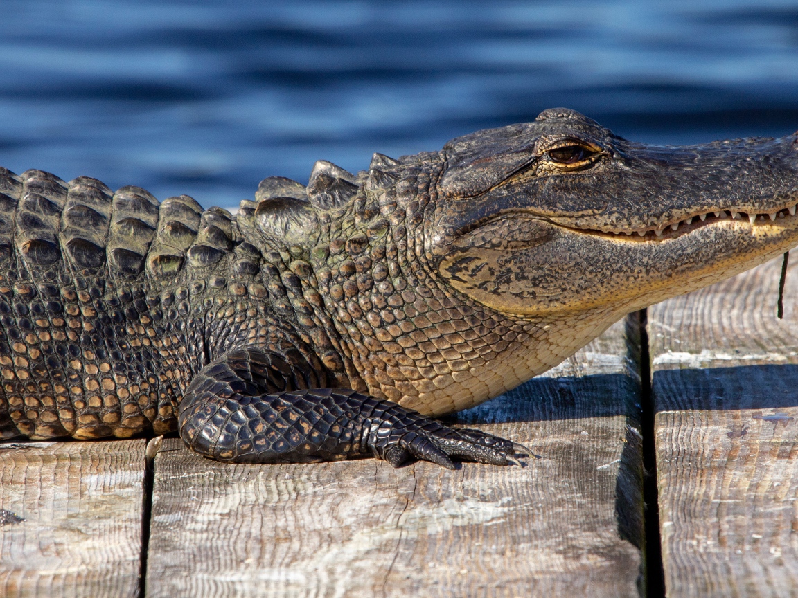 Аллигатор лежит на мосту у воды 