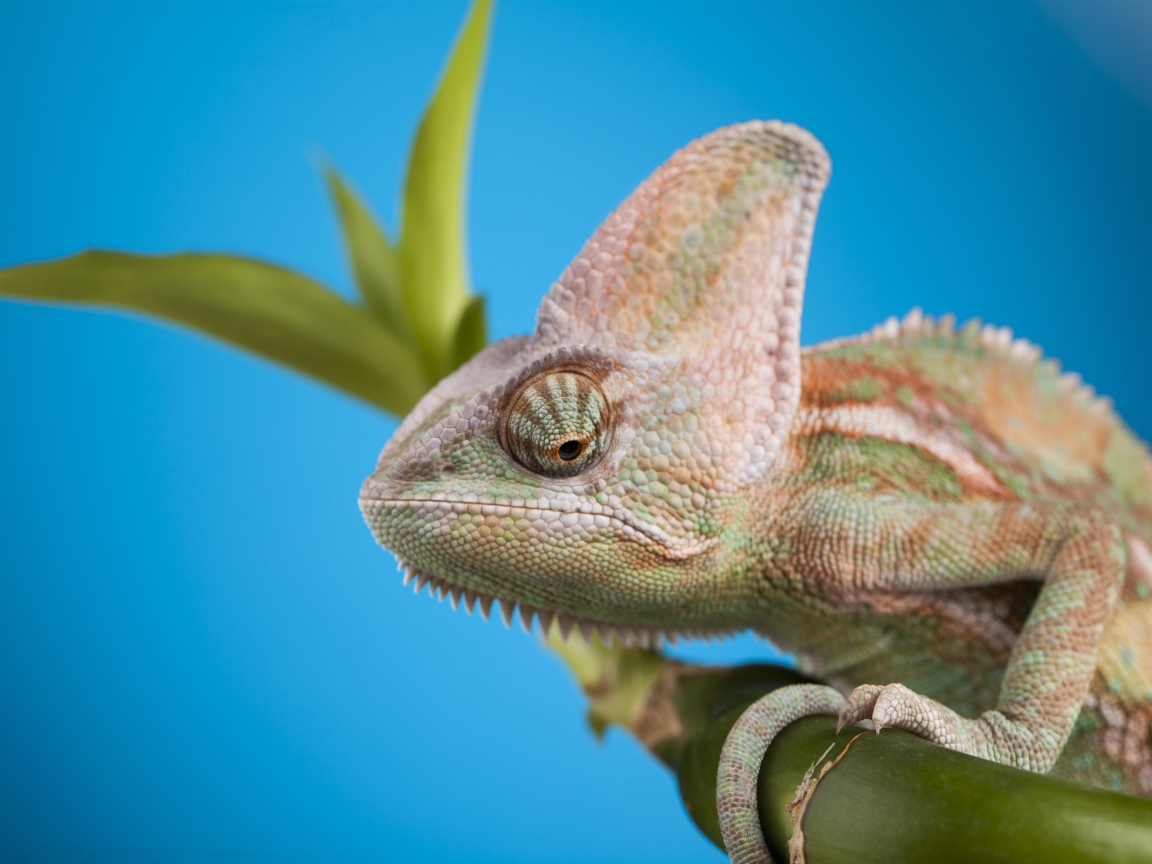 Большой хамелеон сидит на зеленой ветке на голубом фоне
