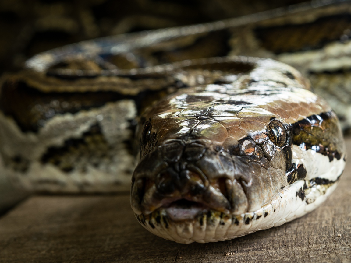 Большой питон крупным планом 