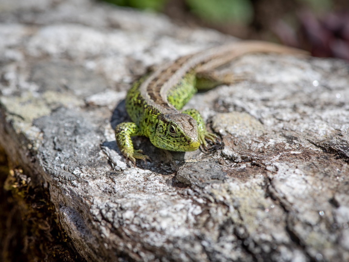 Зеленая ящерица сидит на камне 