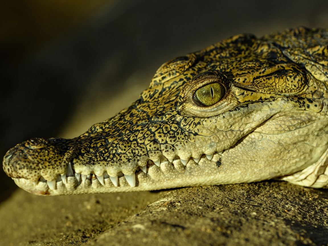 Большой крокодил с острыми клыками загорает на солнце