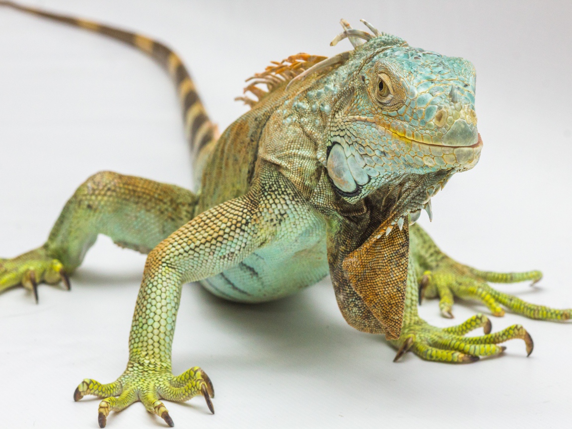 Большая зеленая игуана на сером фоне