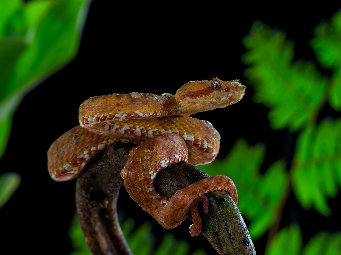 Большая ядовитая змея на ветке дерева 