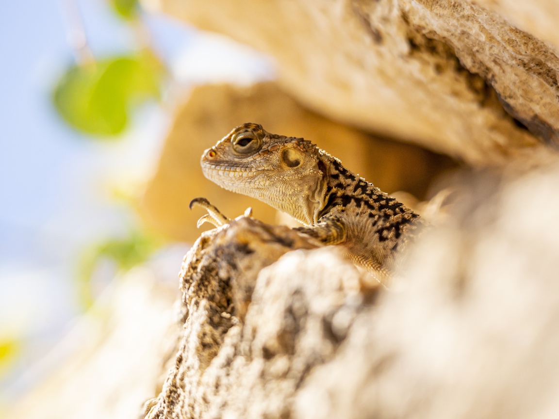 Little lizard hiding in the rocks