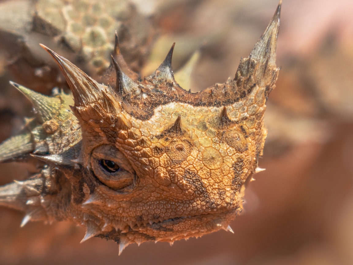 Жабовидная ящерица крупным планом 