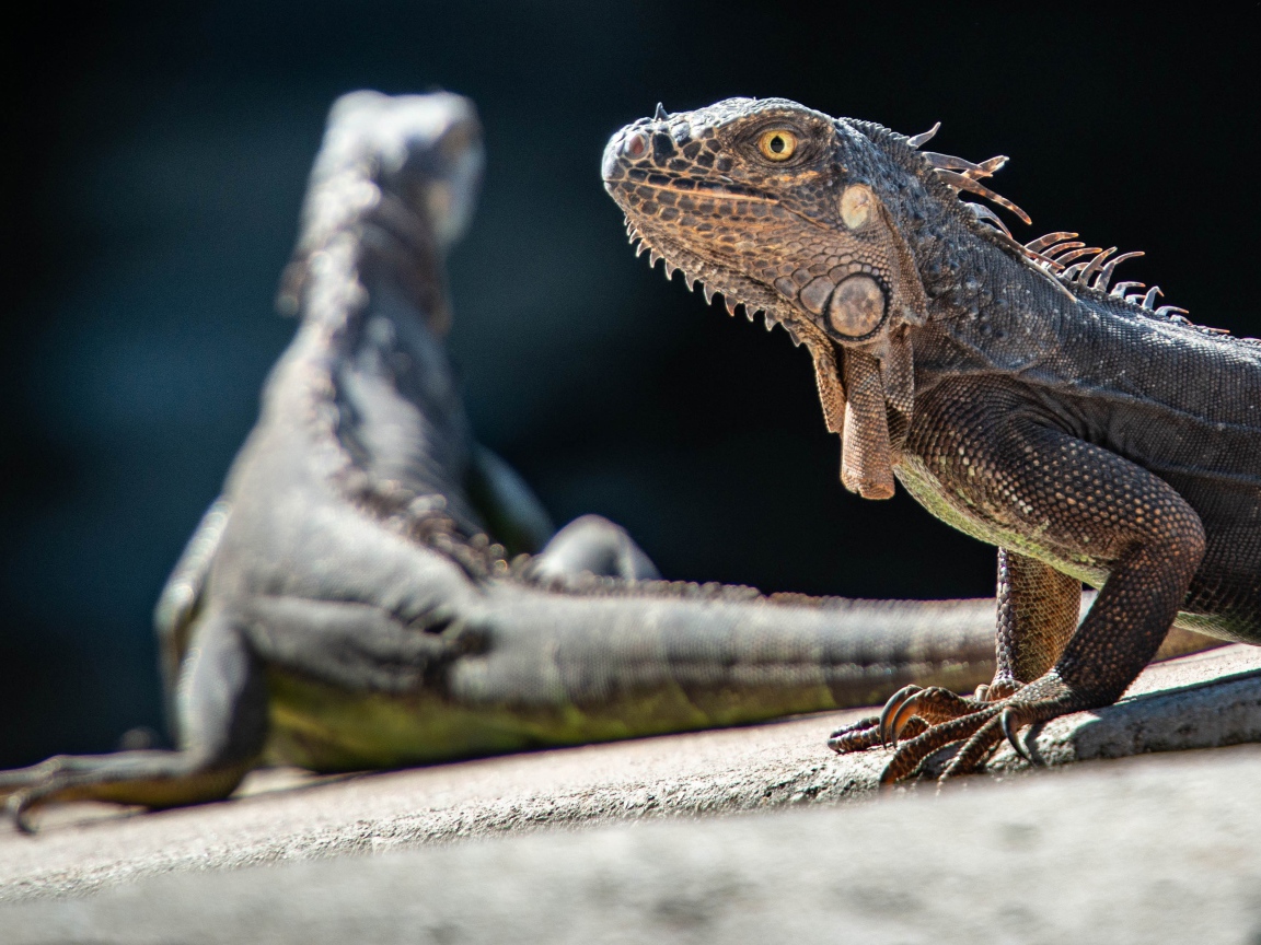 Две большие игуаны греются на камне