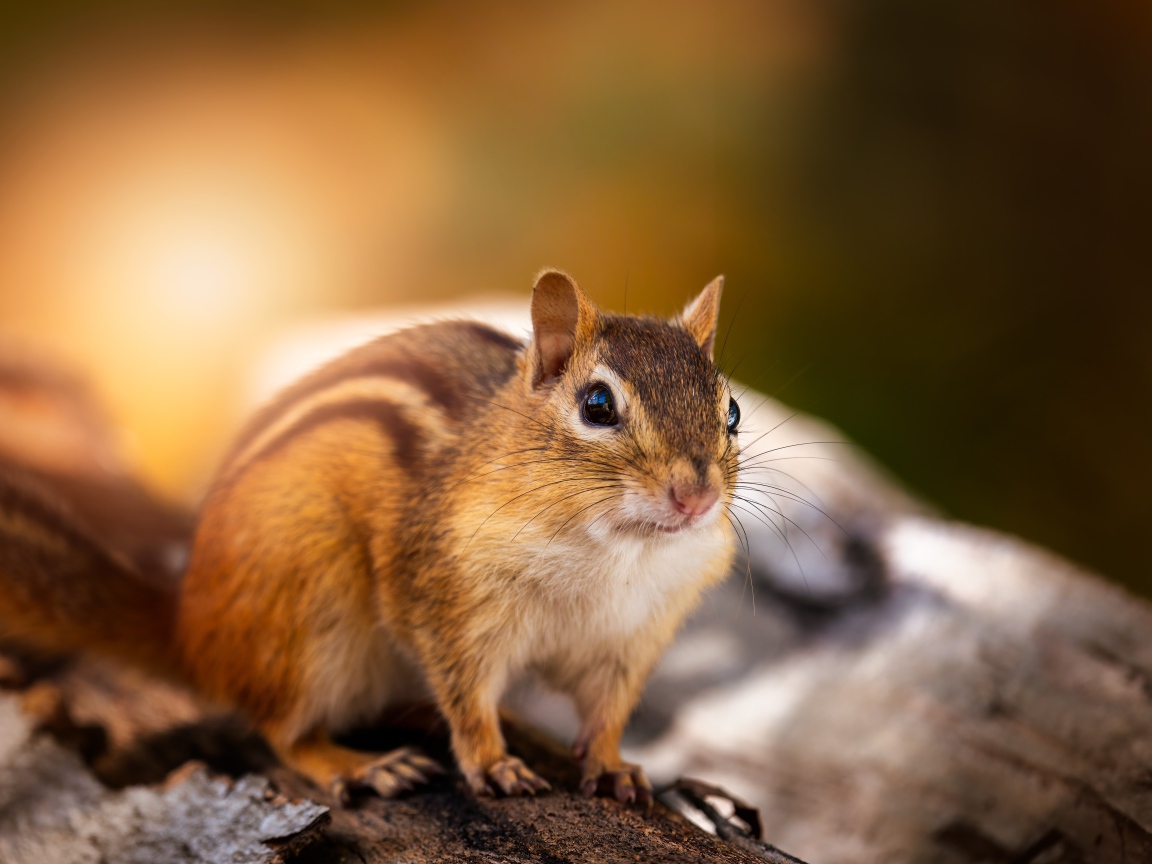 Красивый бурундук сидит на сухом дереве 