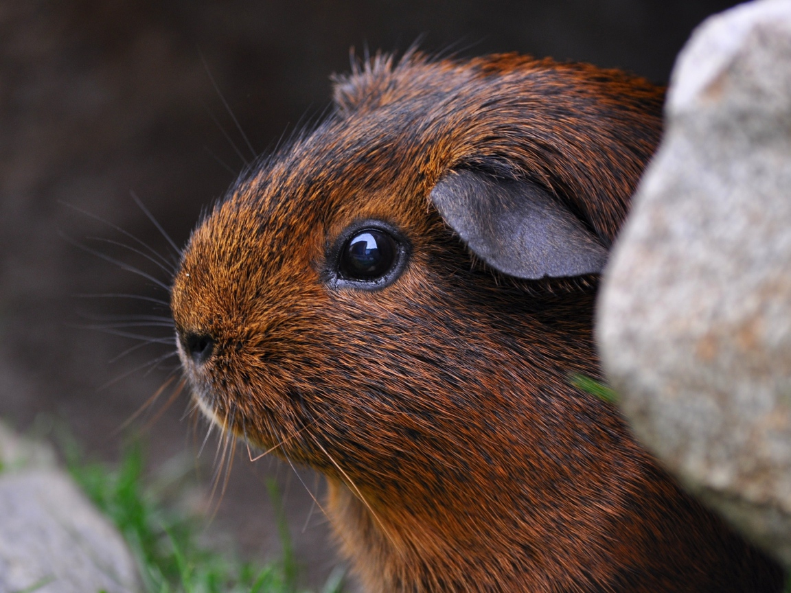 Коричневая морская свинка сидит в камнях