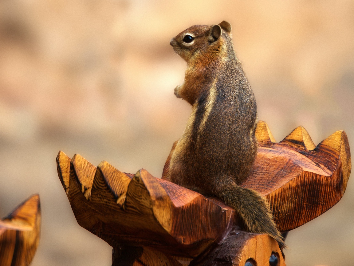 Бурундук сидит на деревянной скульптуре 