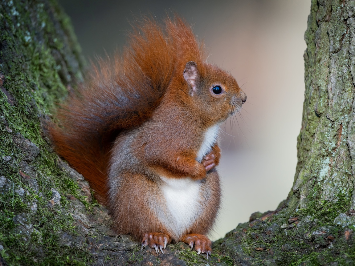 Милая пушистая рыжая белка сидит на дереве 