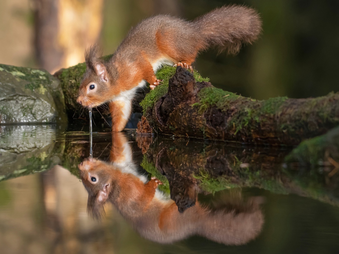 Пушистая рыжая белка пьет воду 