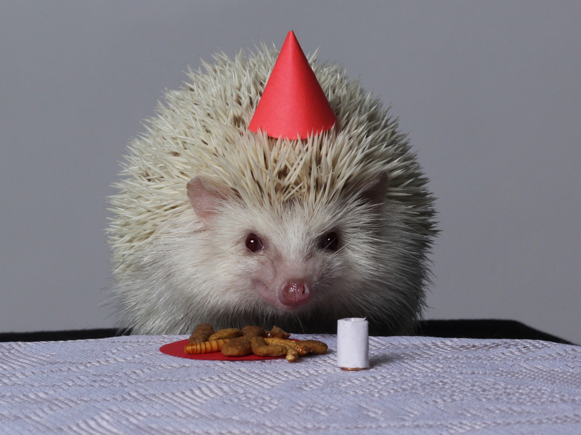 Забавному белому ежику отмечают день рождения 