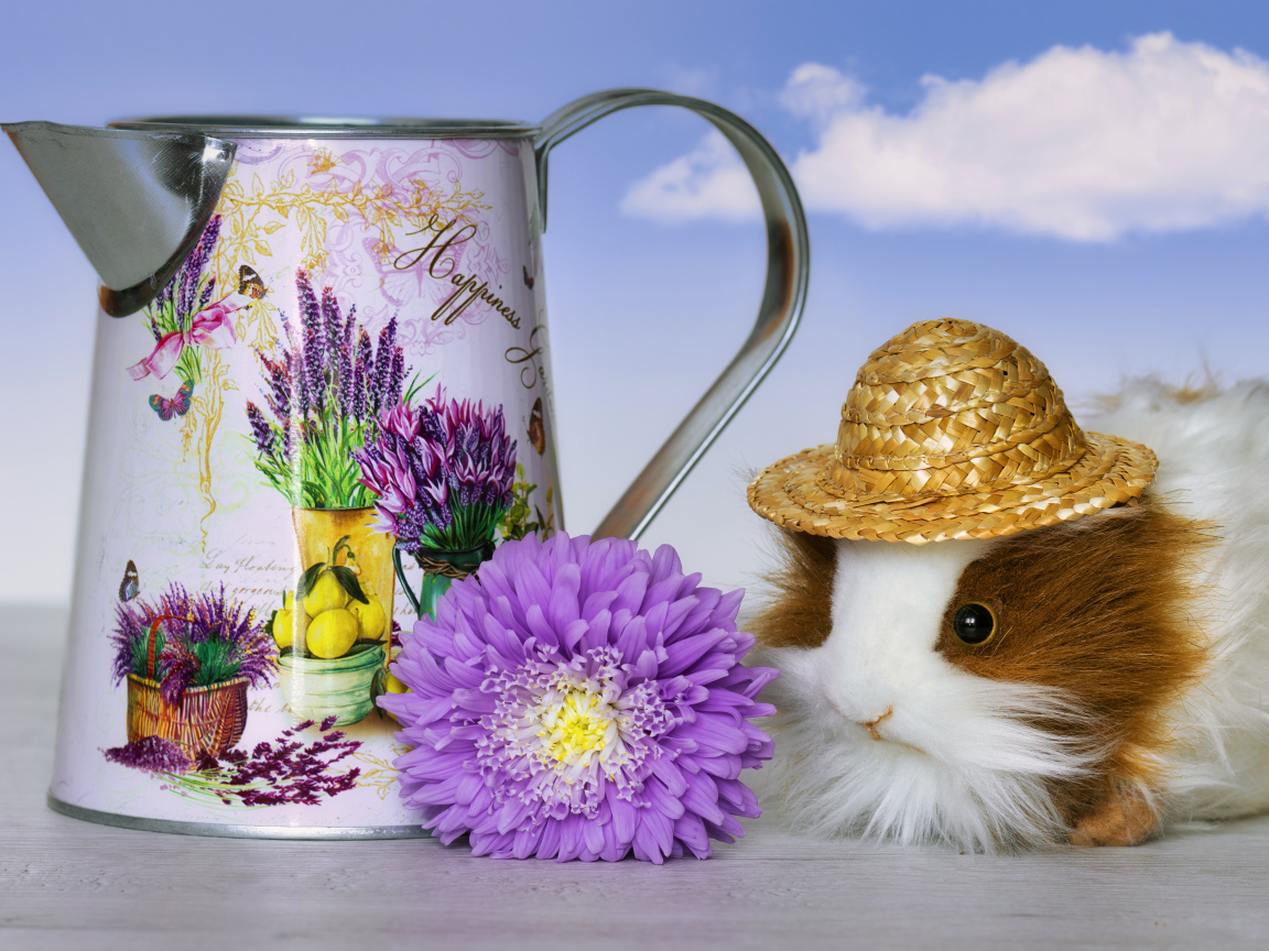 Guinea pig on a table with a watering can and a flower