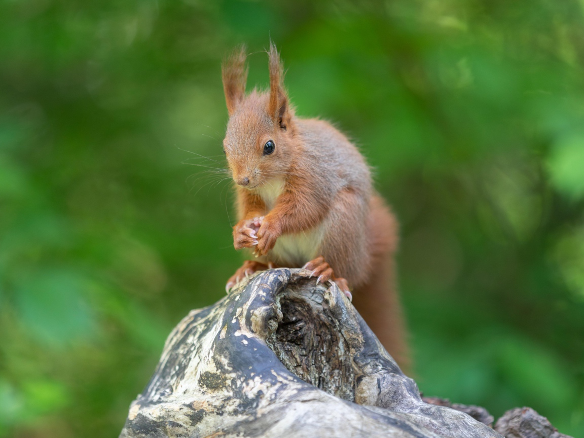 Маленькая рыжая белка грызет орех на коряге 
