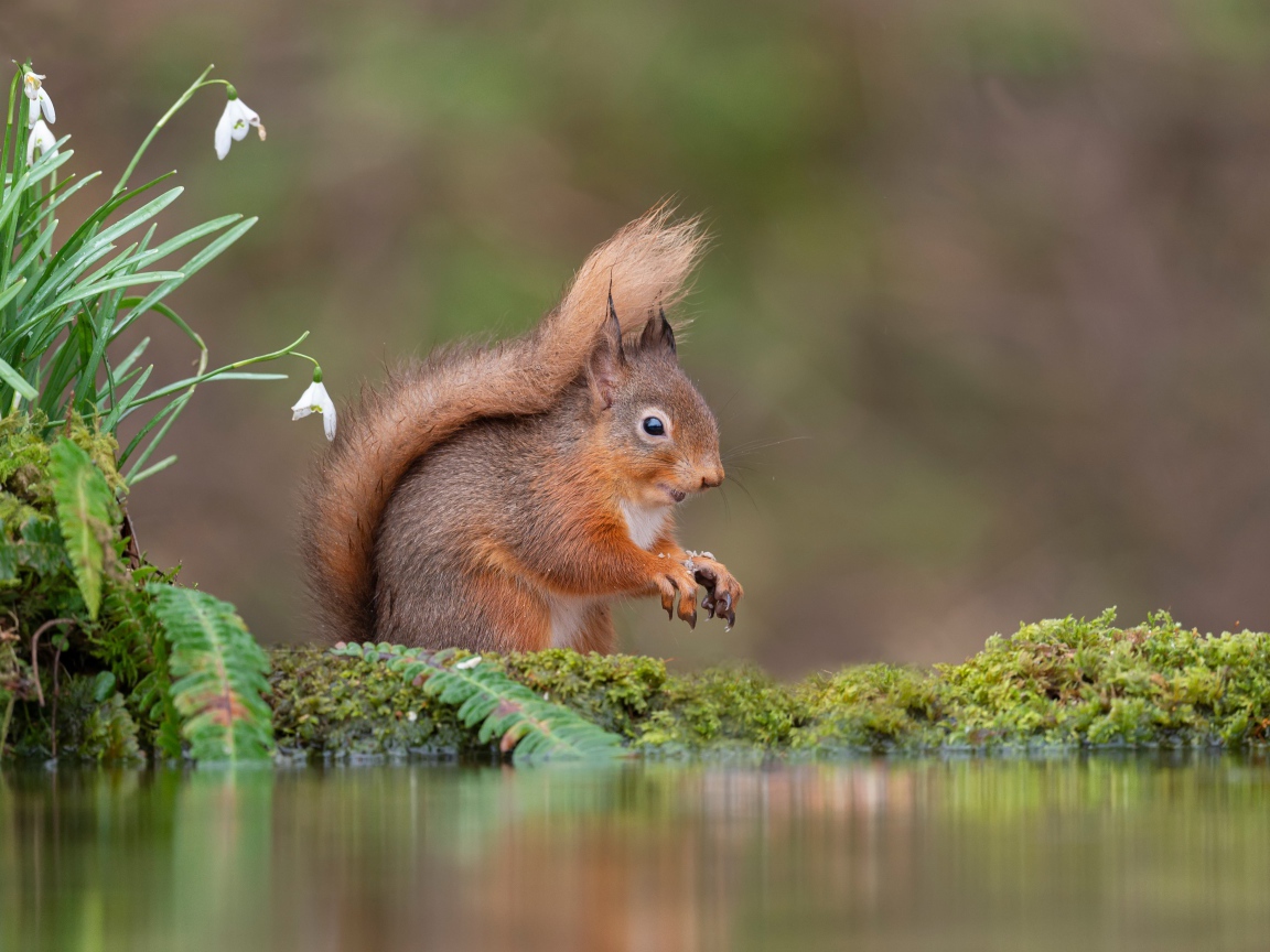 Little red squirrel stands by the water